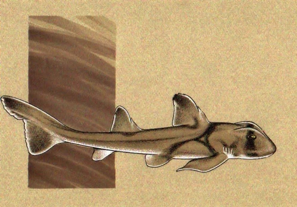 Marker and Prismacolor illustration of a Port Jackson Shark (Heterodontus portusjacksoni) on mid-toned Canson charcoal paper. 
