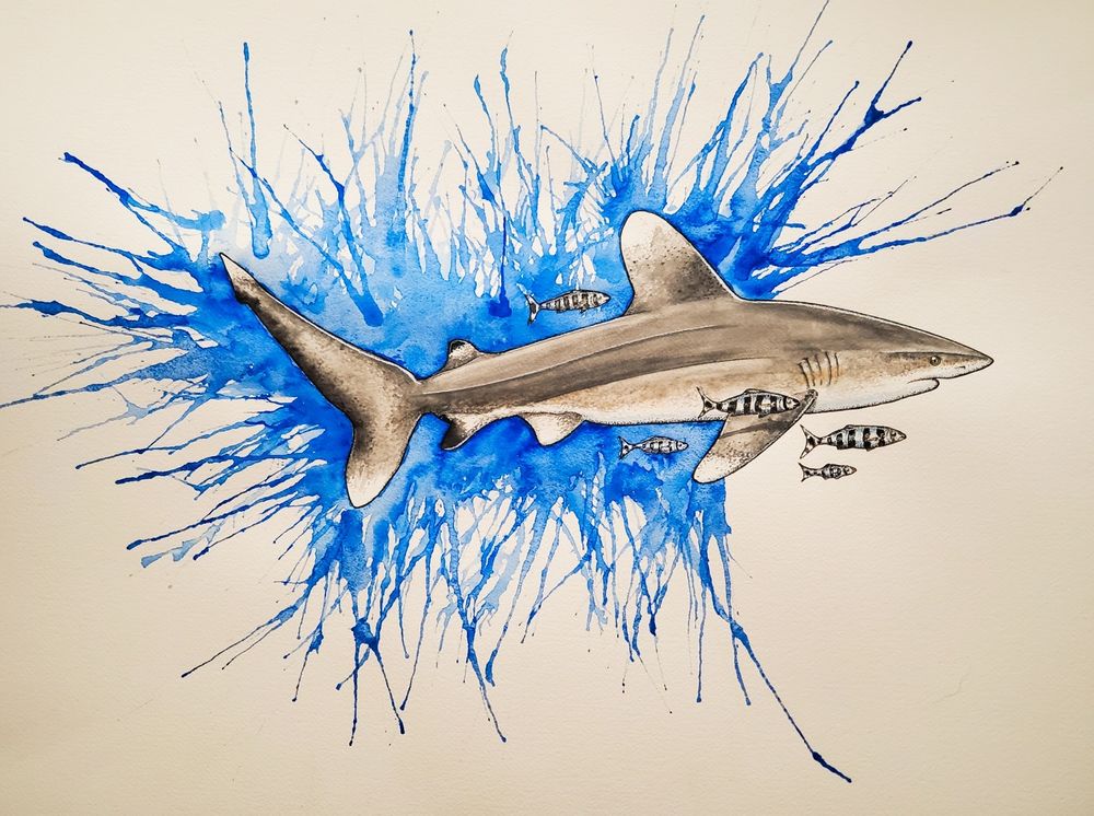 Watercolor painting of an Oceanic Whitetip Shark (Carcharhinus longimanus).