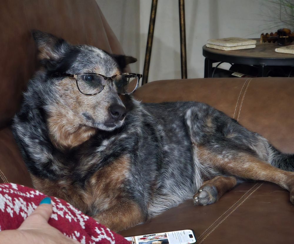 Blue heeler that is NOT amused.