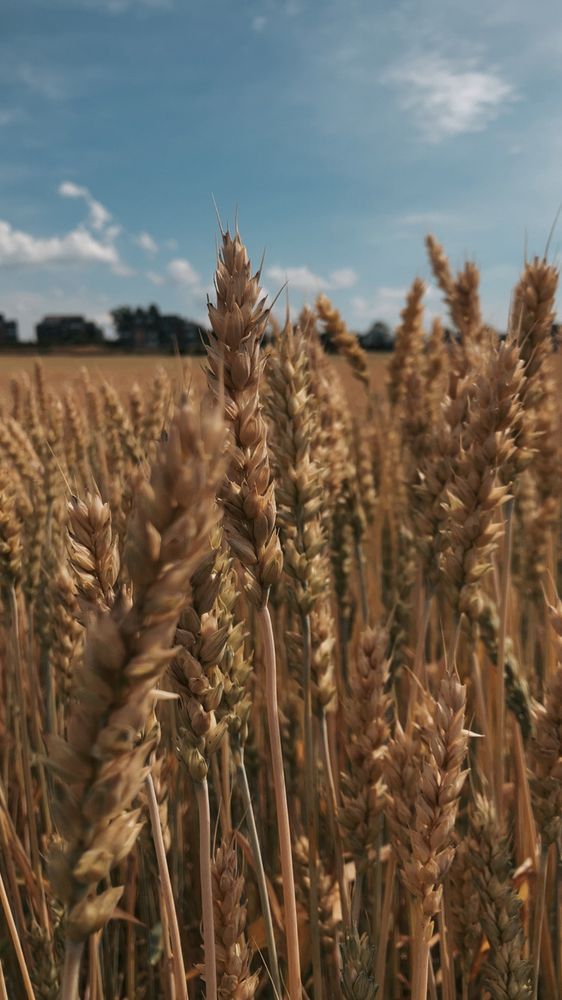 A photo of a golden field against a blue sky