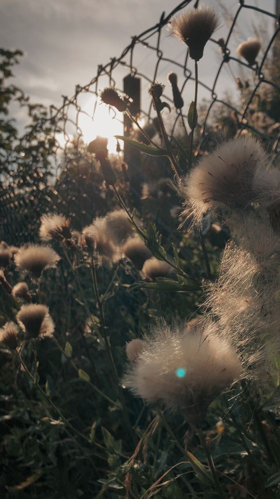 Photo of flowers in a sunset