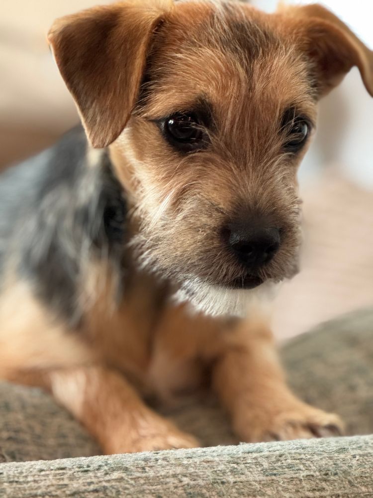 Incredibly cute photo of our new dog Martha. 