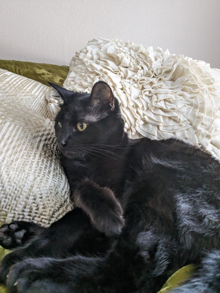 My black cat Willow looks comfy on a pile of pillows.