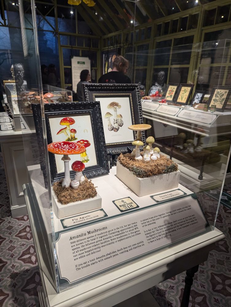 An exhibit in a mock greenhouse about poisonous plants showcasing  two detailed mushrooms. The one on the left is pretty bright red with white spots on top and a white stem. It happens to be very toxic.