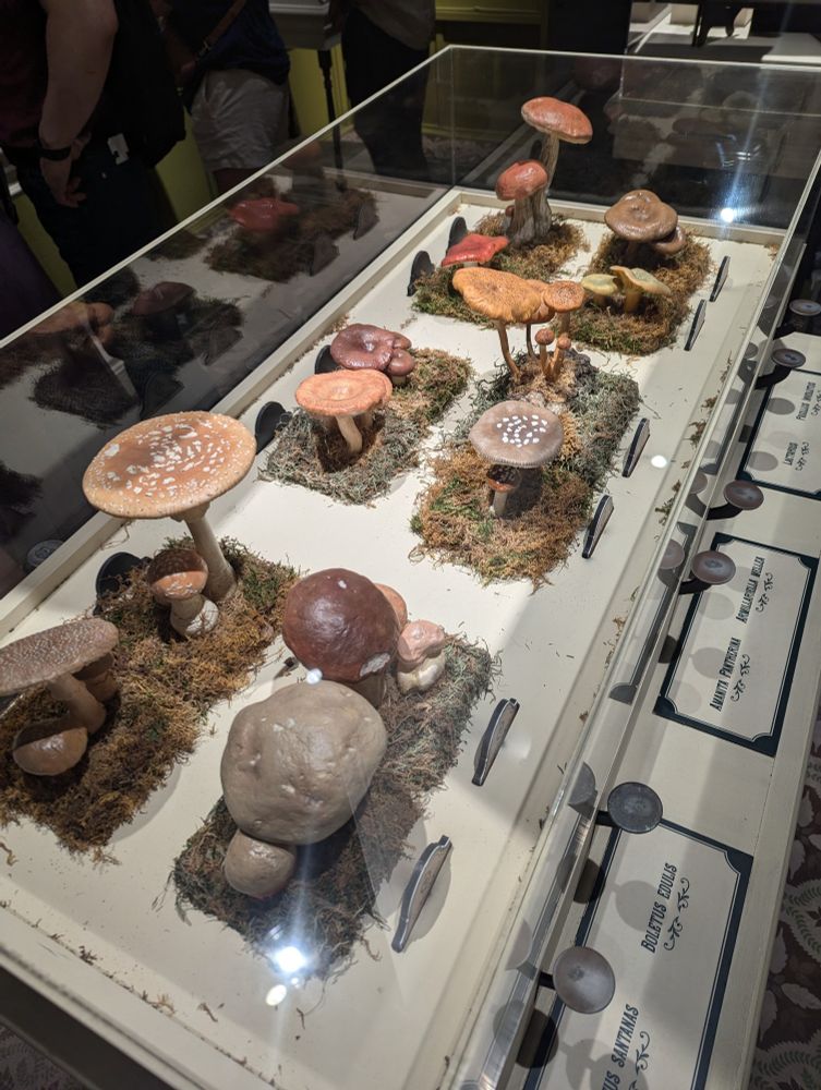 An exhibit in a mock greenhouse about poisonous plants showcasing a variety of mushrooms detailed mushroom models with descriptions pointing to what's toxic and what's safe. Multiple mushrooms have white spots on top and happen to be labeled as toxic