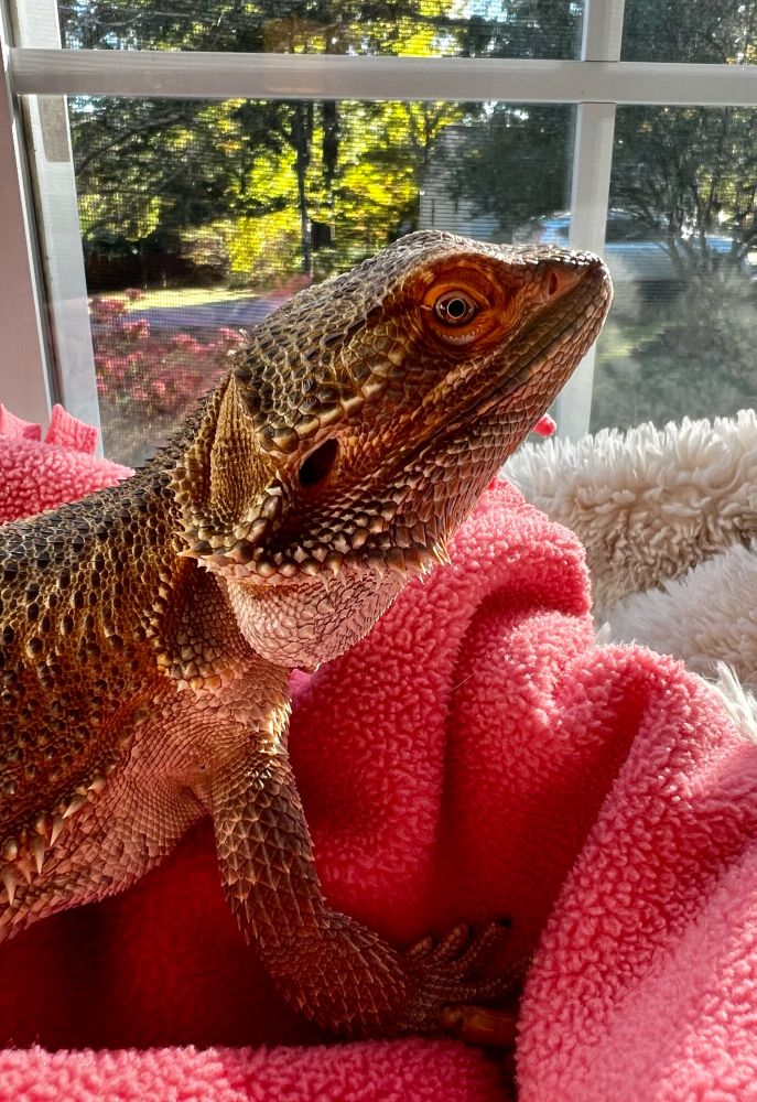 Bearded dragon on a soft blankie basking in the sun while looking out a window. 
