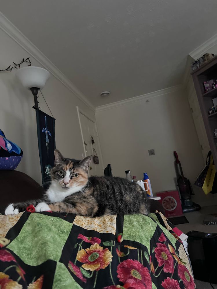 Tortie calico laying on human looking apathetic