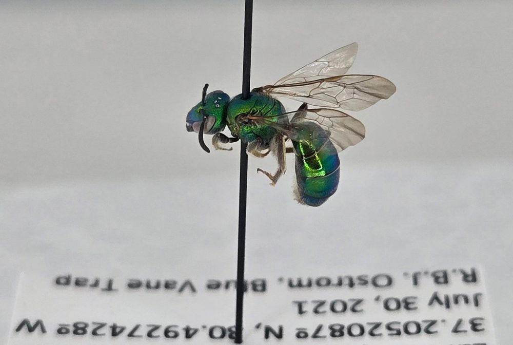 An iridescent green bee (Augochlora pura), pinned on a label giving coordinates and trapping method.