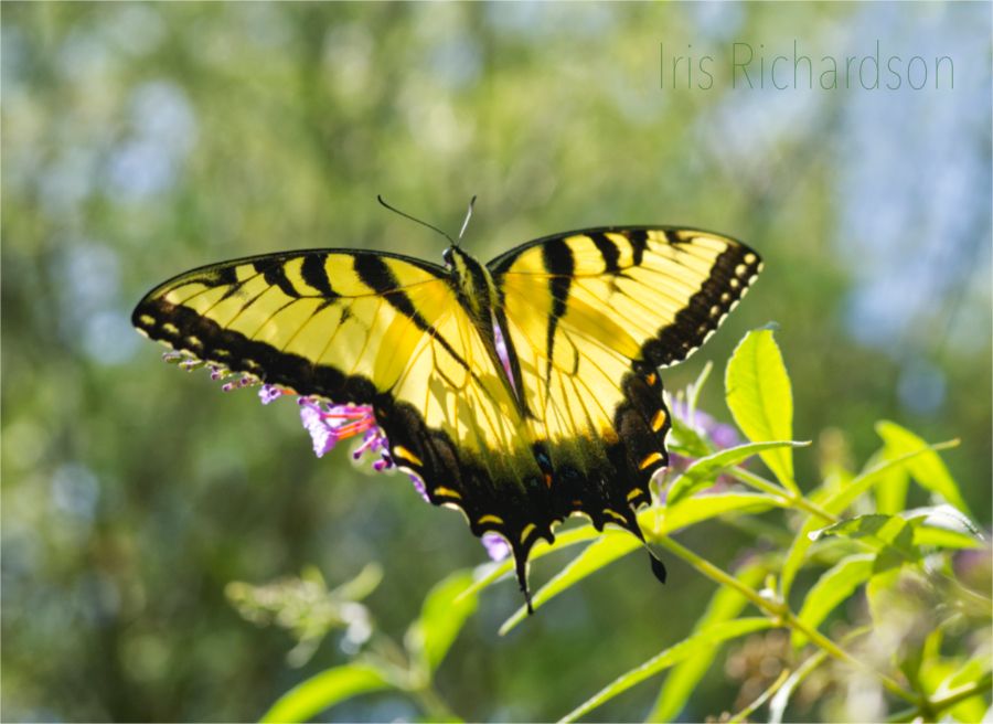 Yellow tiger swallowtail butterfly macro photograph