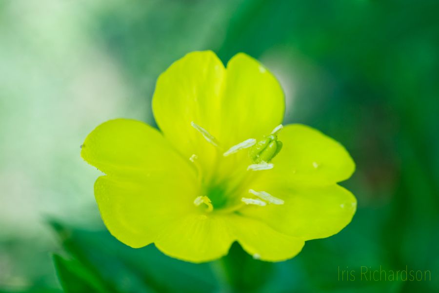 Common evening primerose with green background macro photograph