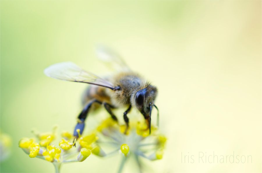 Honeybee on top of yellow fennel flower with soft pastel green-yellow background macro photograph.