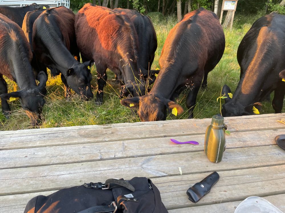 Ett halvdussin kor vid kanten på en brygga