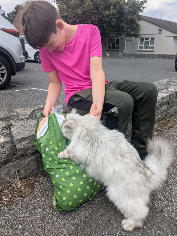 Photo of a boy in a pink t-shirt sitting on a wall, stroking a very fluffy cream cat who is trying to get into our shopping bag.