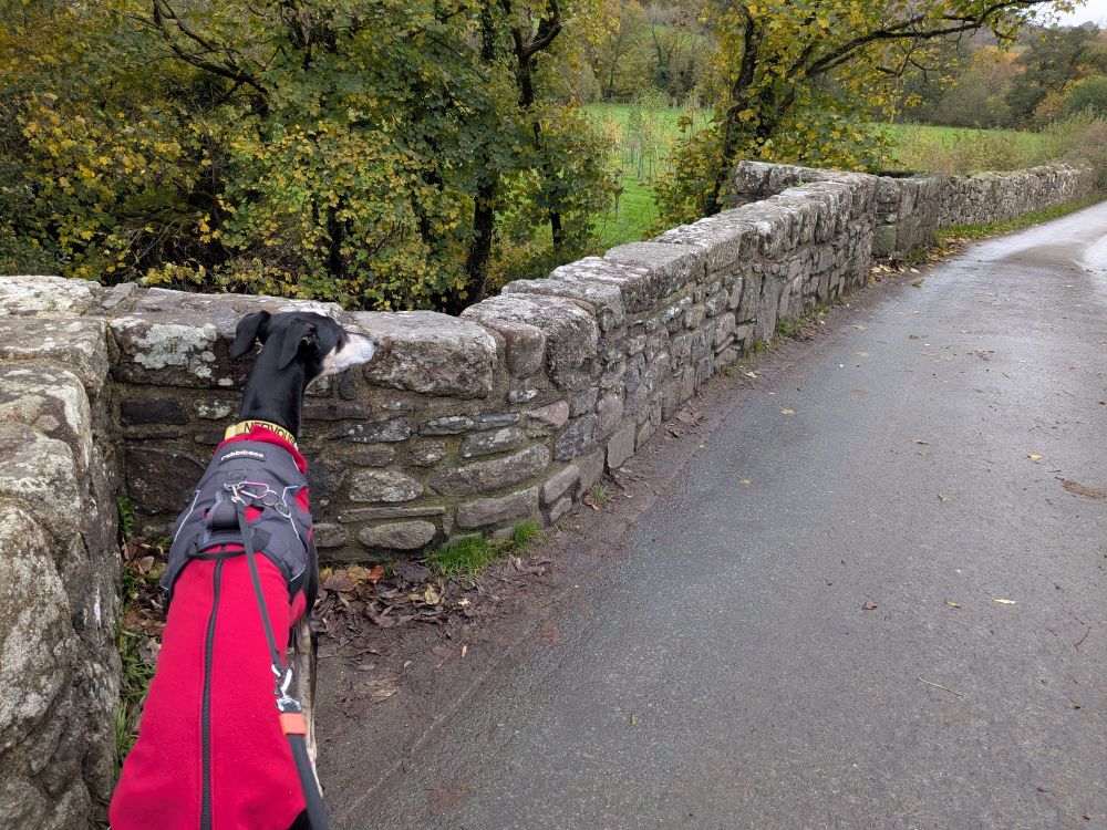 Stone parapet of a narrow old road bridge, with a black dog wearing a red coat in the foreground.