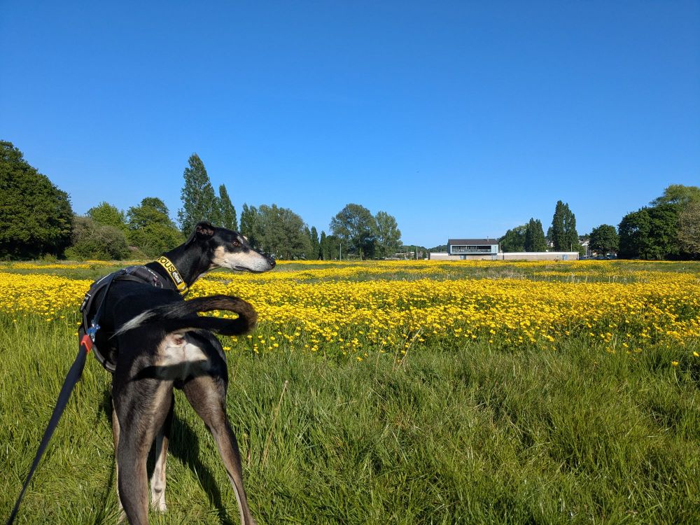 A photo looking across a park which is covered in long grass and bright yellow wildflowers. My dog (a black and tan sighthound) is in the foreground and the sky is a cloudless, brilliant blue.