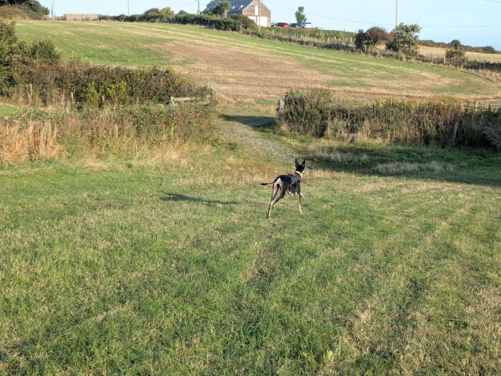 Photo of a black and tan saluki (similar to a greyhound) bounding across a grassy field.