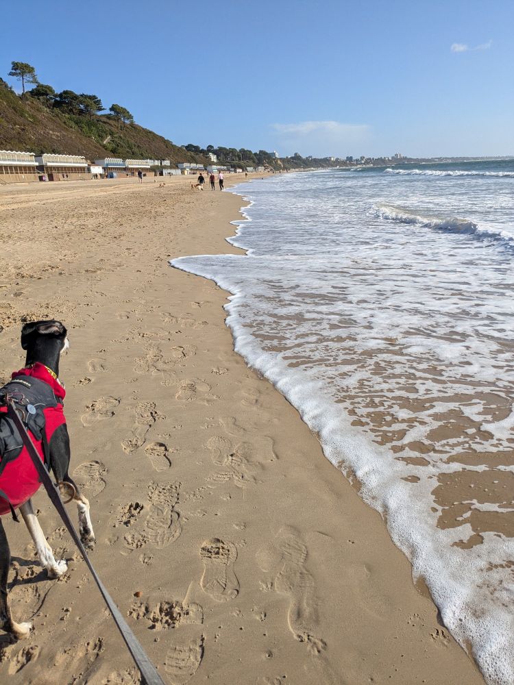 Photo looking along the shore line of a sandy beach where the tide has just turned and is starting to come back in. The sky is blue and my dog, a black and tan sighthound wearing a red coat and black harness, is trotting happily along in front of me.