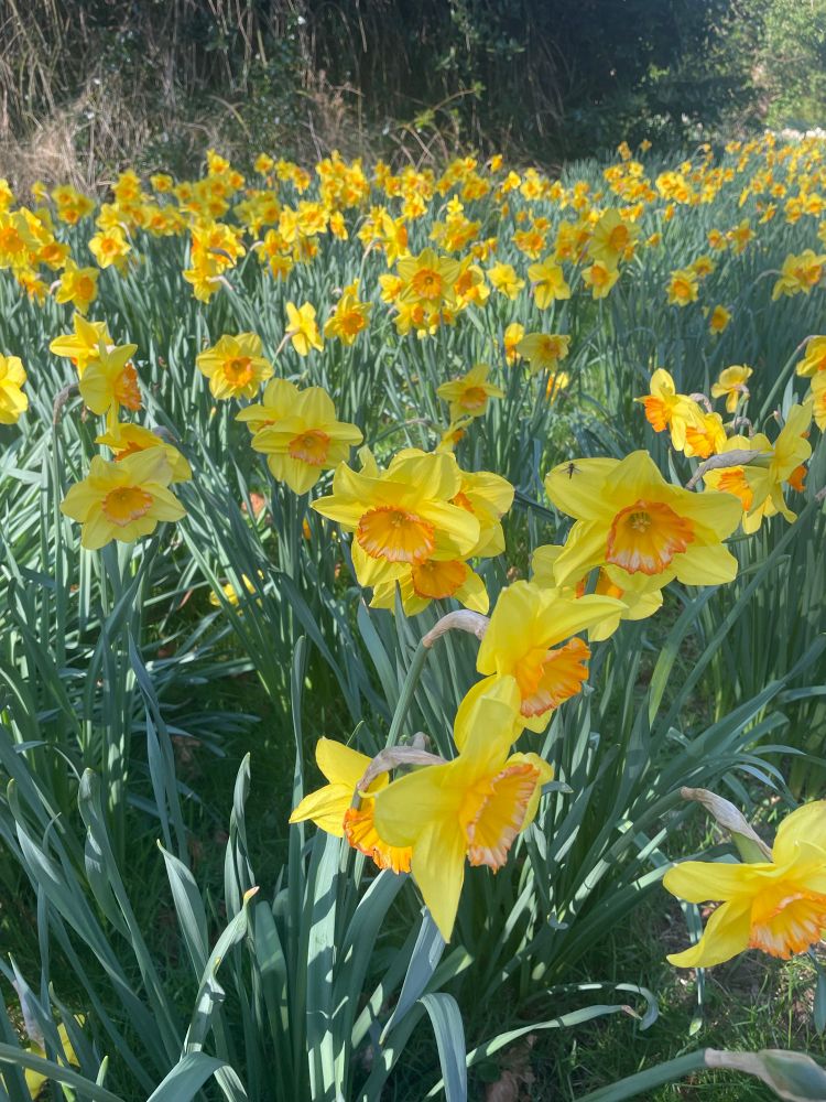 Deep yellow daffodils