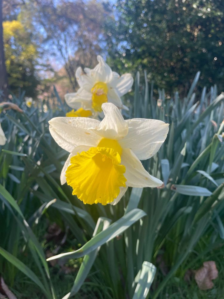 White and yellow Narcissus