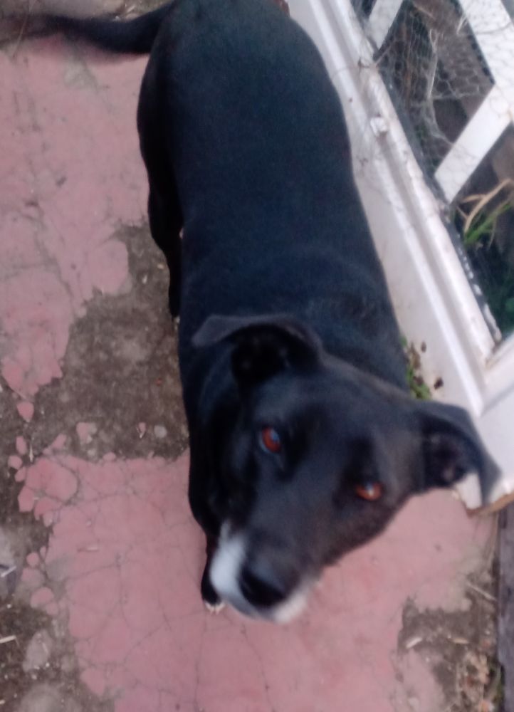 Zucchini, mi precioso Balrog 