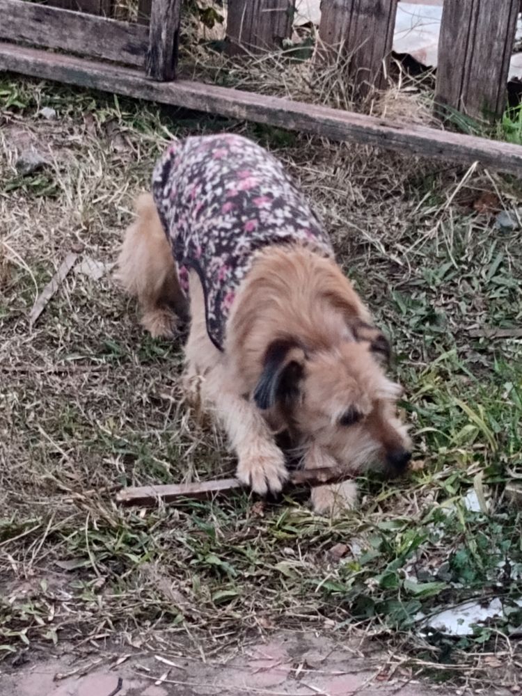 Dola Patata, reina de palitos.