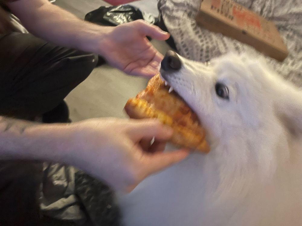 Heckin’ snowball dog doing a big munch on a pizza