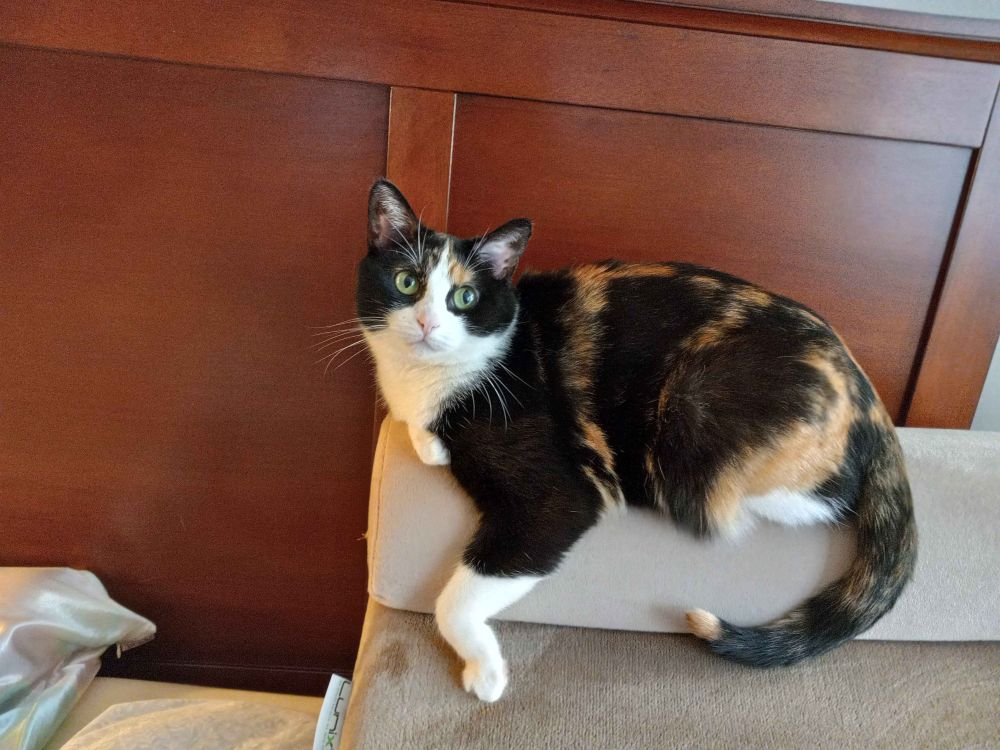 a calico cat sits foolishly on top of a grayish brown wedge pillow. one paw is curled in a silly fashion.