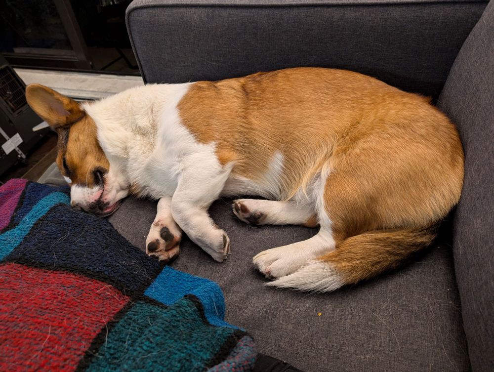 A tan, black, and white cardigan corgi lying down on his side asleep on a grey couch. Next to the dog is a multicolored blanket.