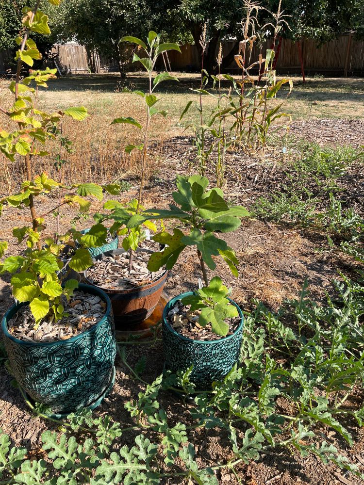 Picture of several small trees (a hazelnut, a Hudson gem apple, and a fig) in large pots surrounded by watermelon vines. The fig is ~2 ft tall and is the shortest of the 3. 