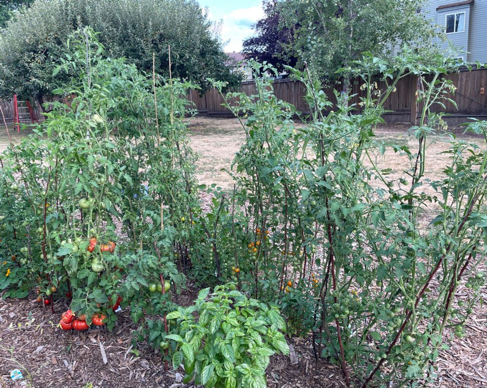 Two rows of mostly 5+' tall sprawling tomato plants being held upright by numerous tree branch stakes. 