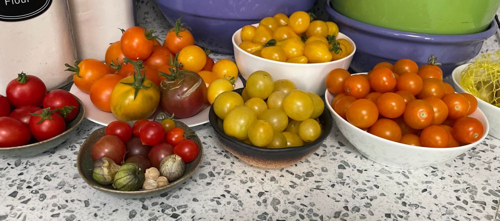 an assortment of bowls and plates in various sizes holding a lot of varieties and cherry and plum and heirloom tomatoes in all sorts of colors