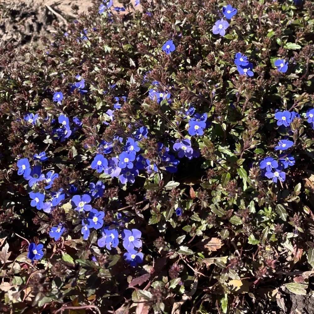 a patch of garden lobelia with green to red leaves and blue violet flowers