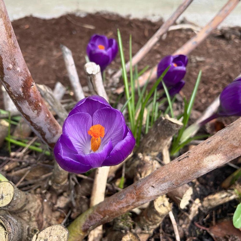 several bright purple crocuses