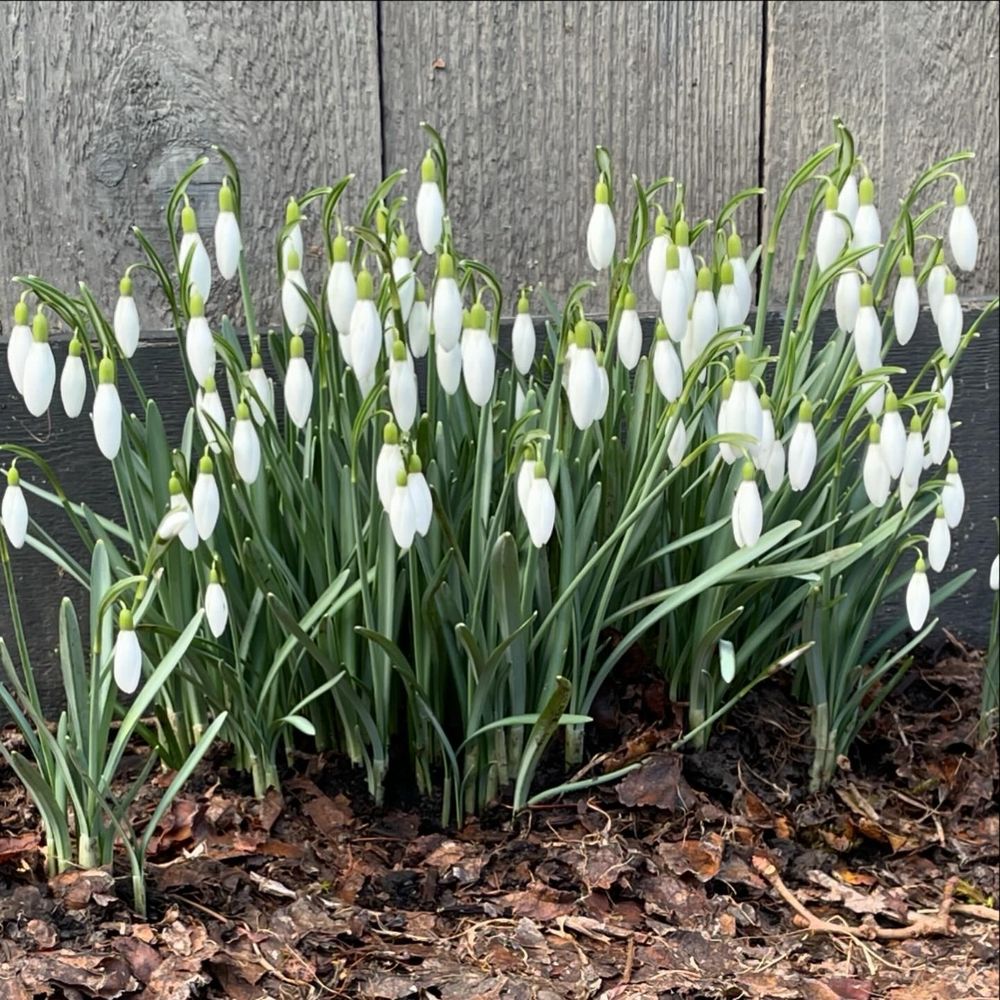 a copse of snowdrops