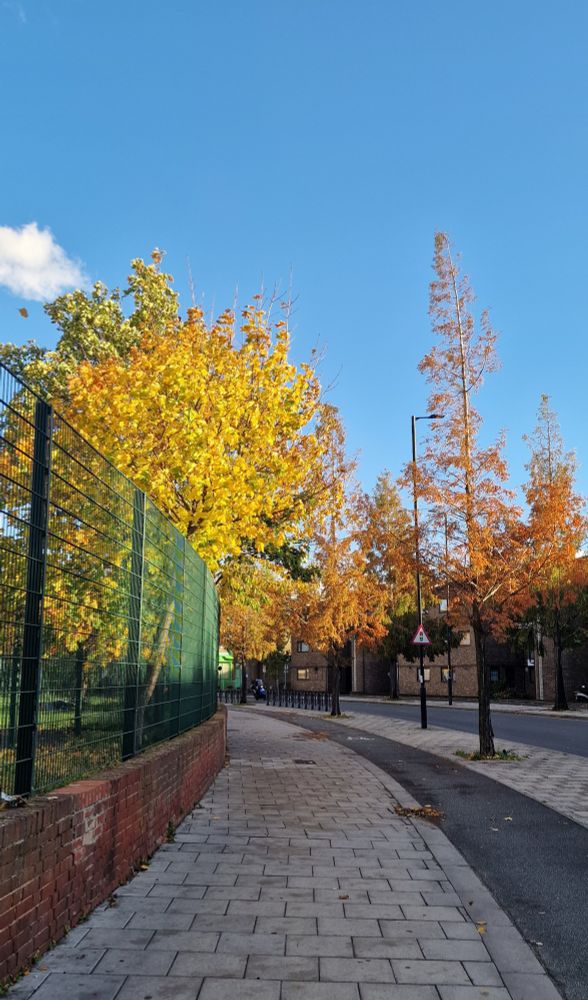 Trees with beautiful autumn colours on an urban street against a bright blue sky.