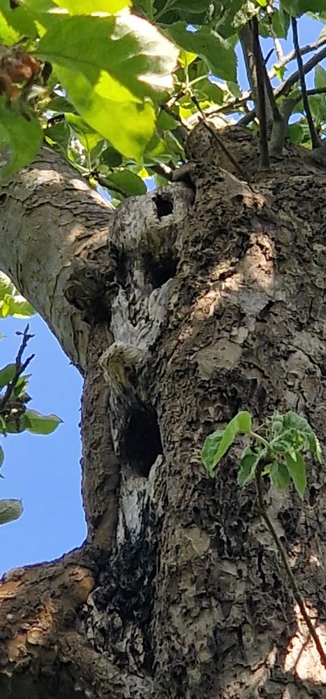 Three holes in the trunk of an old apple tree and a protrusion like a nose give it a shocked expression.