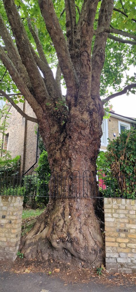 A wall and railings have been designed to make room for the expanding trunk of a great old London plane tree.