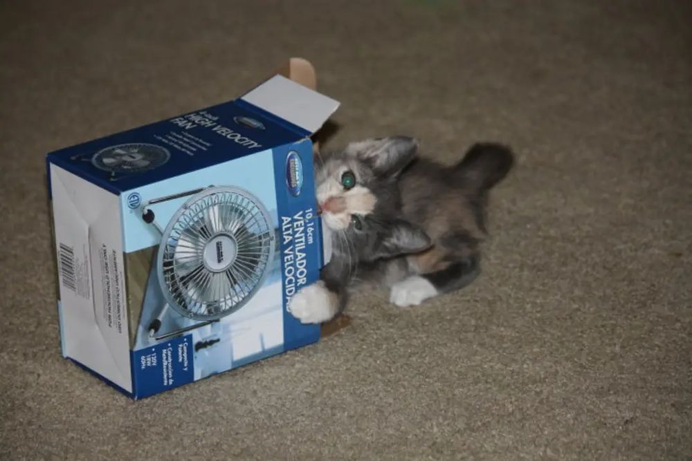 A small but fierce grey & cream kitten with white feet, about 10 weeks old, violently gnawing on a box for a tiny desk fan.