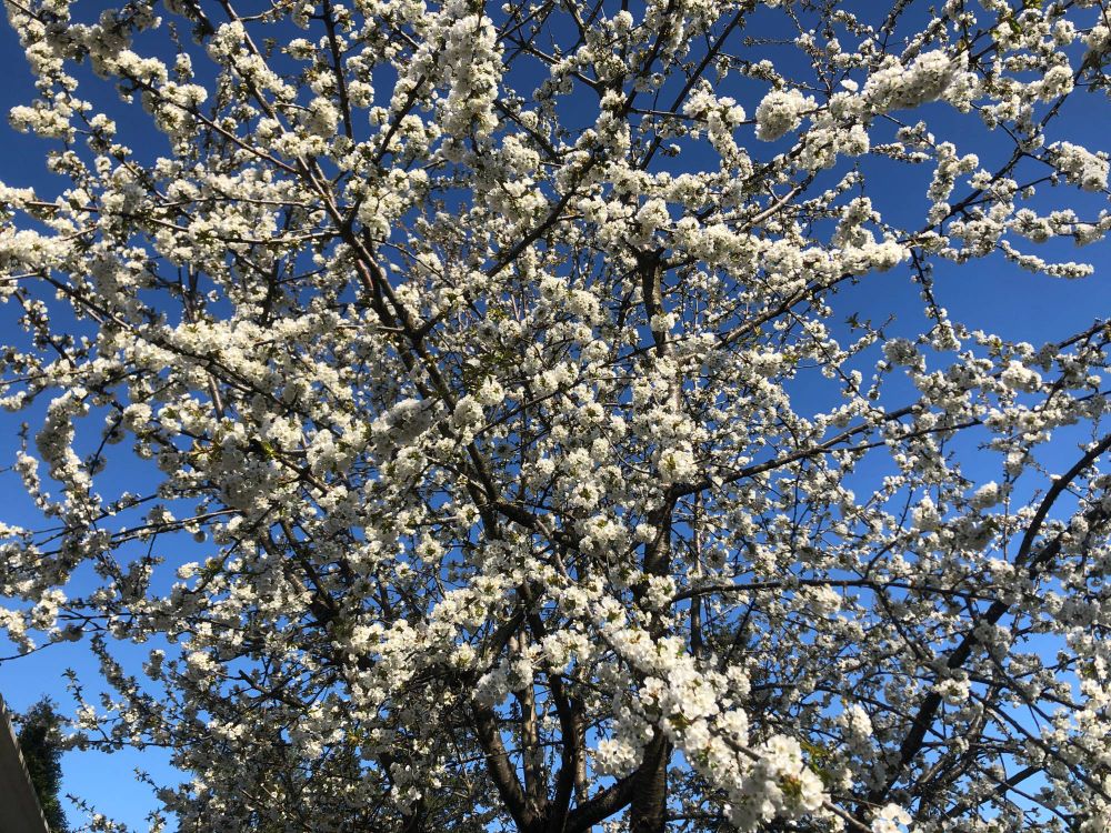 View of a white-blossomed cherry tree against a blue spring sky