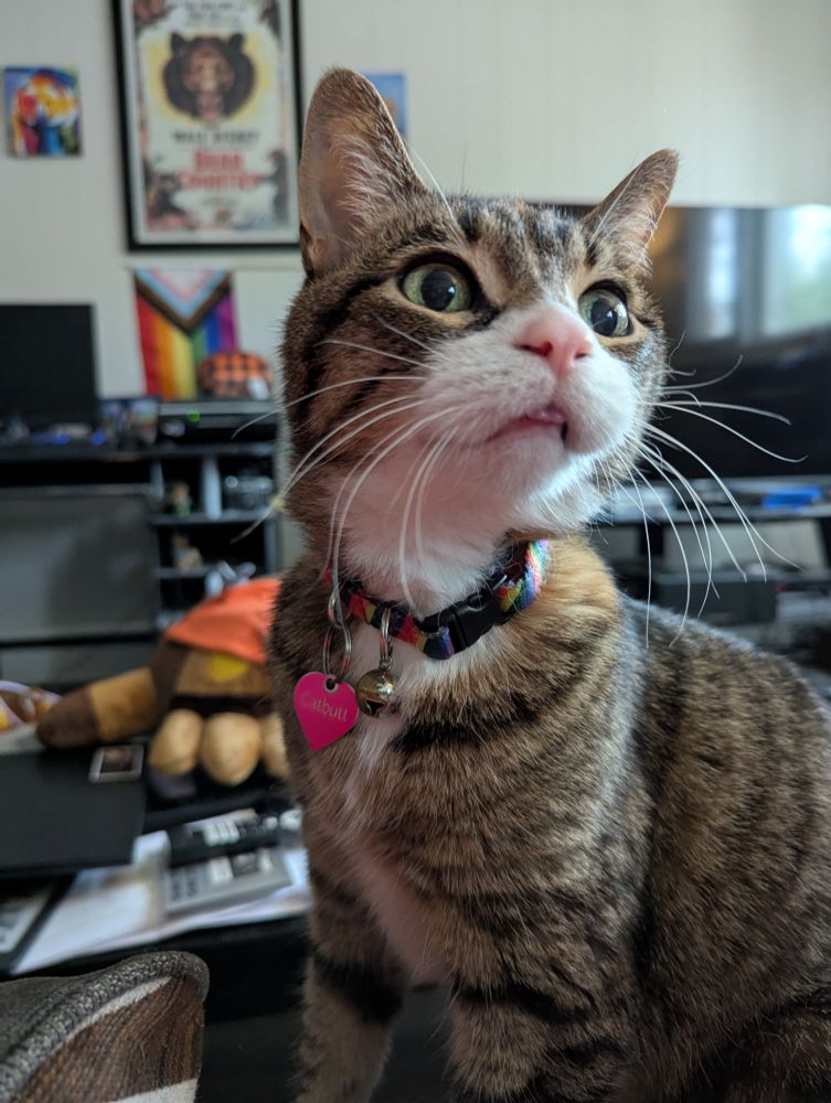 A brown and white tabby cat with a rainbow collar. She's looking up in a curious way. Her tongue is sticking out.