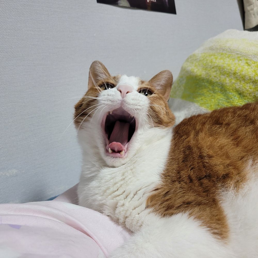 하품하는 고양이