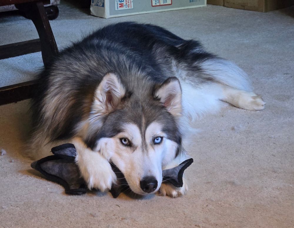 Gray and white long haired husky snuggling up with a toy shark surrounded by tufts of dog hair on a beige rug