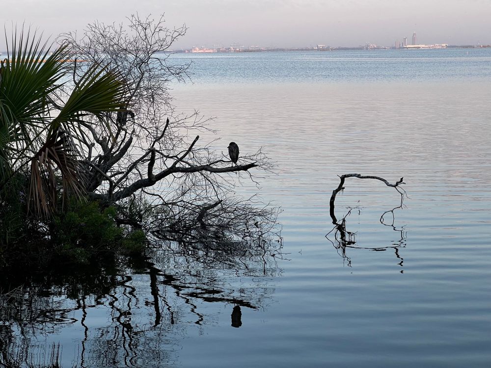 A medium sized heron roosting on a branch with a view of a bay in the background