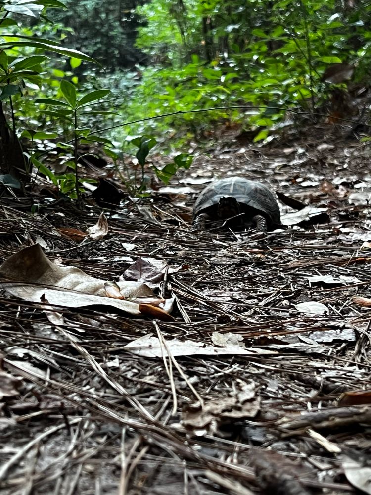 A gopher tortoise making his way down a nature trail in the park