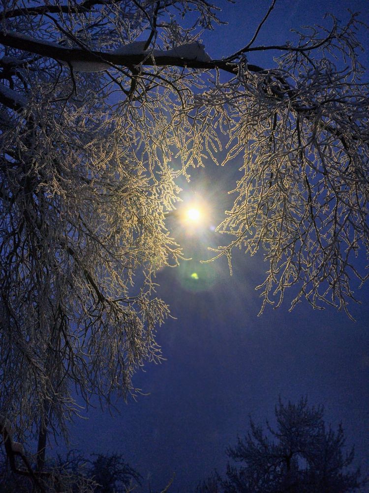 Frosty tree by Streetlight. 