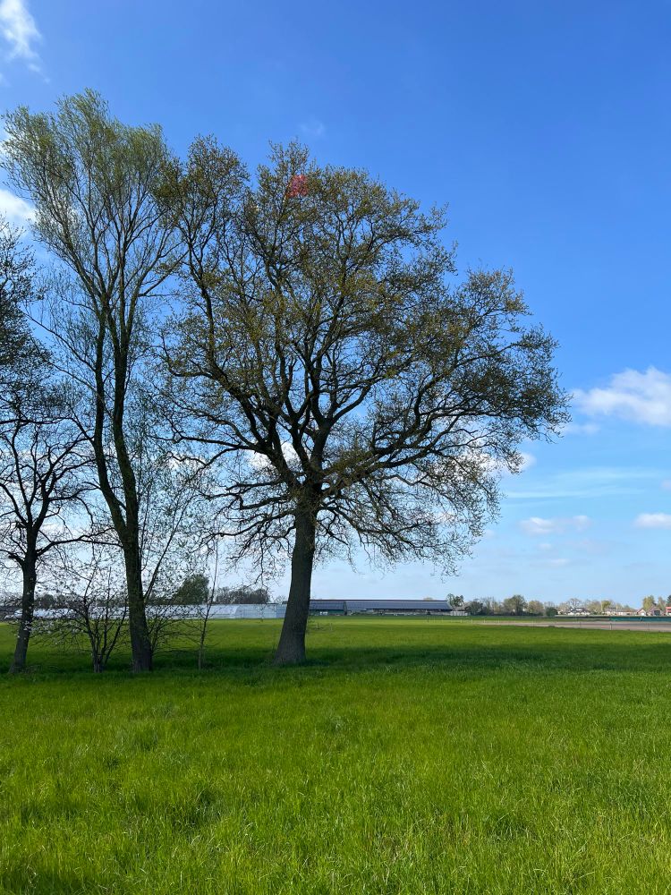a weather balloon i was trying to recover got stuck in a tree