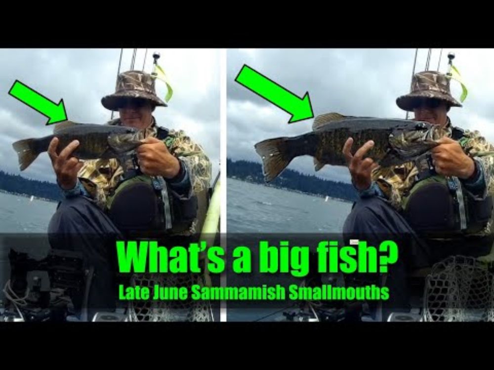 What’s a big fish?  Late June Sammamish Smallmouths