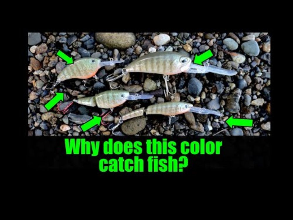 Why does this color patter catch fish?
