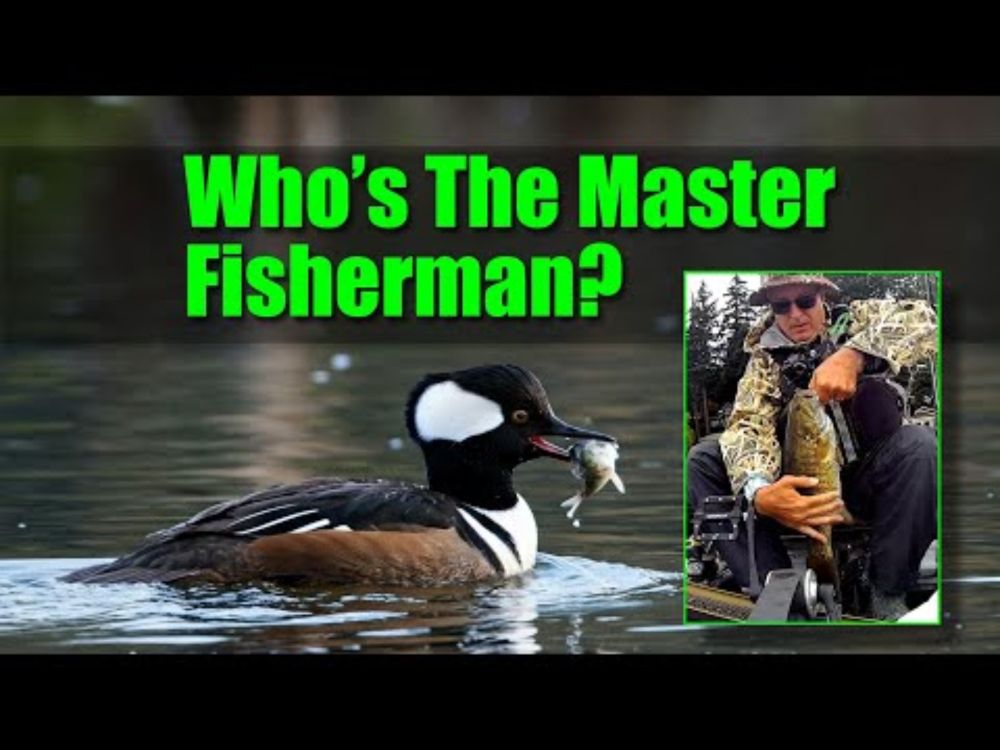 Birds or Bass fisherman who's better at finding the fish