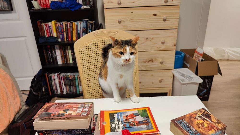 My calico cat, Suzy, is standing up from her dining room chair, with her paws on the table. She looks slightly off to the side because I couldn't get her to look at me for the photo :( the table is rather messy with books laying around, and there is a wooden cupboard and black bookshelf in the background.